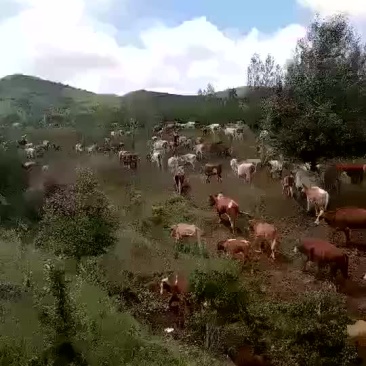 西门塔尔牛800~1000斤