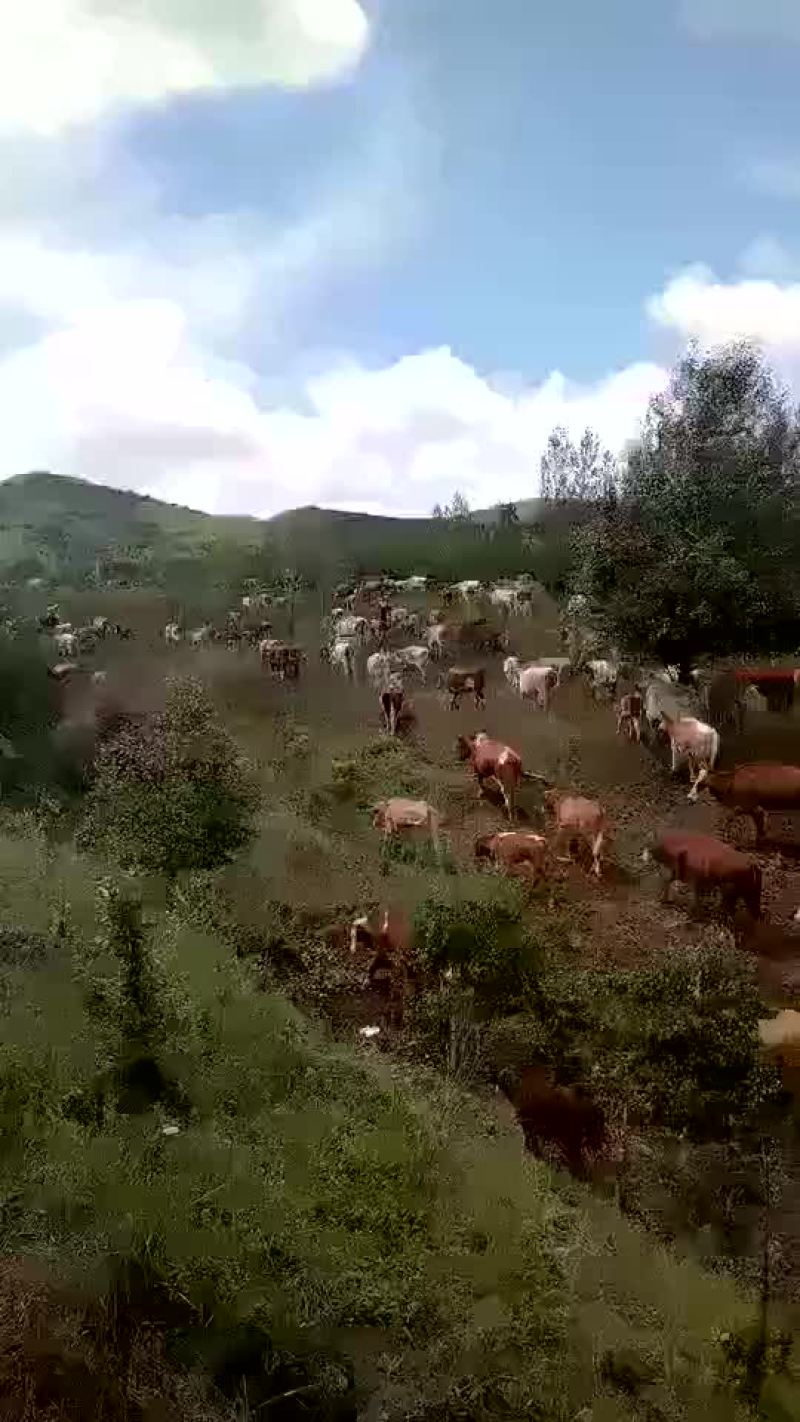 西门塔尔牛800~1000斤