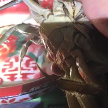 固城湖大闸蟹食用雌2.3-2.5两/只