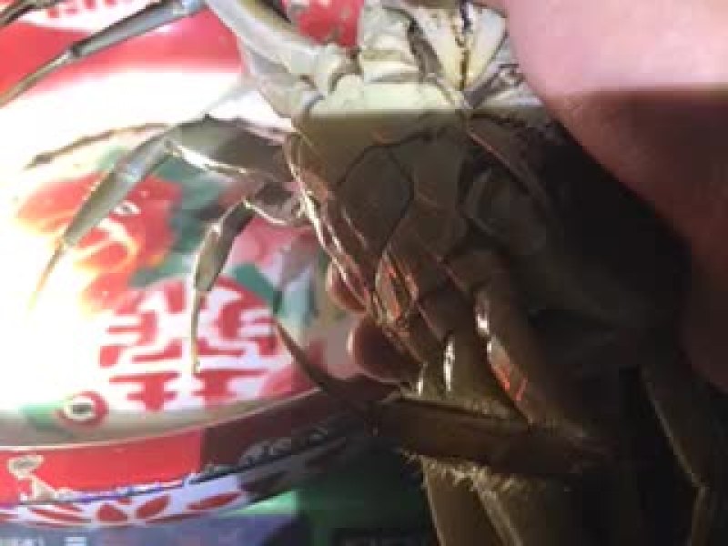 固城湖大闸蟹食用雌2.3-2.5两/只