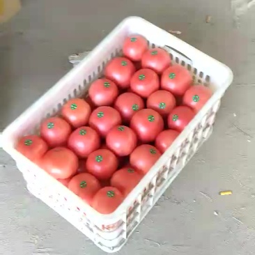 硬粉西红柿通货硬粉弧三以上