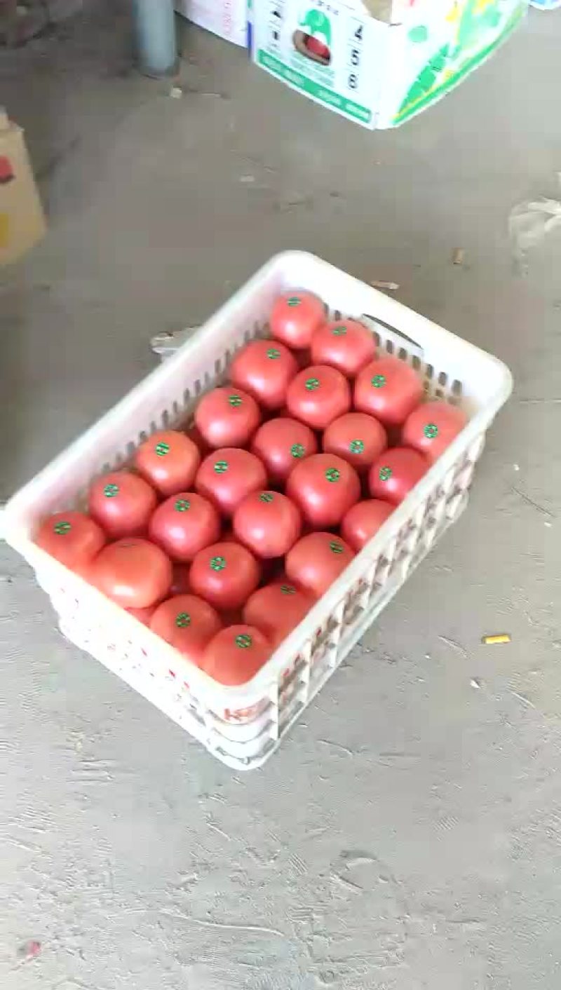 硬粉西红柿通货硬粉弧三以上