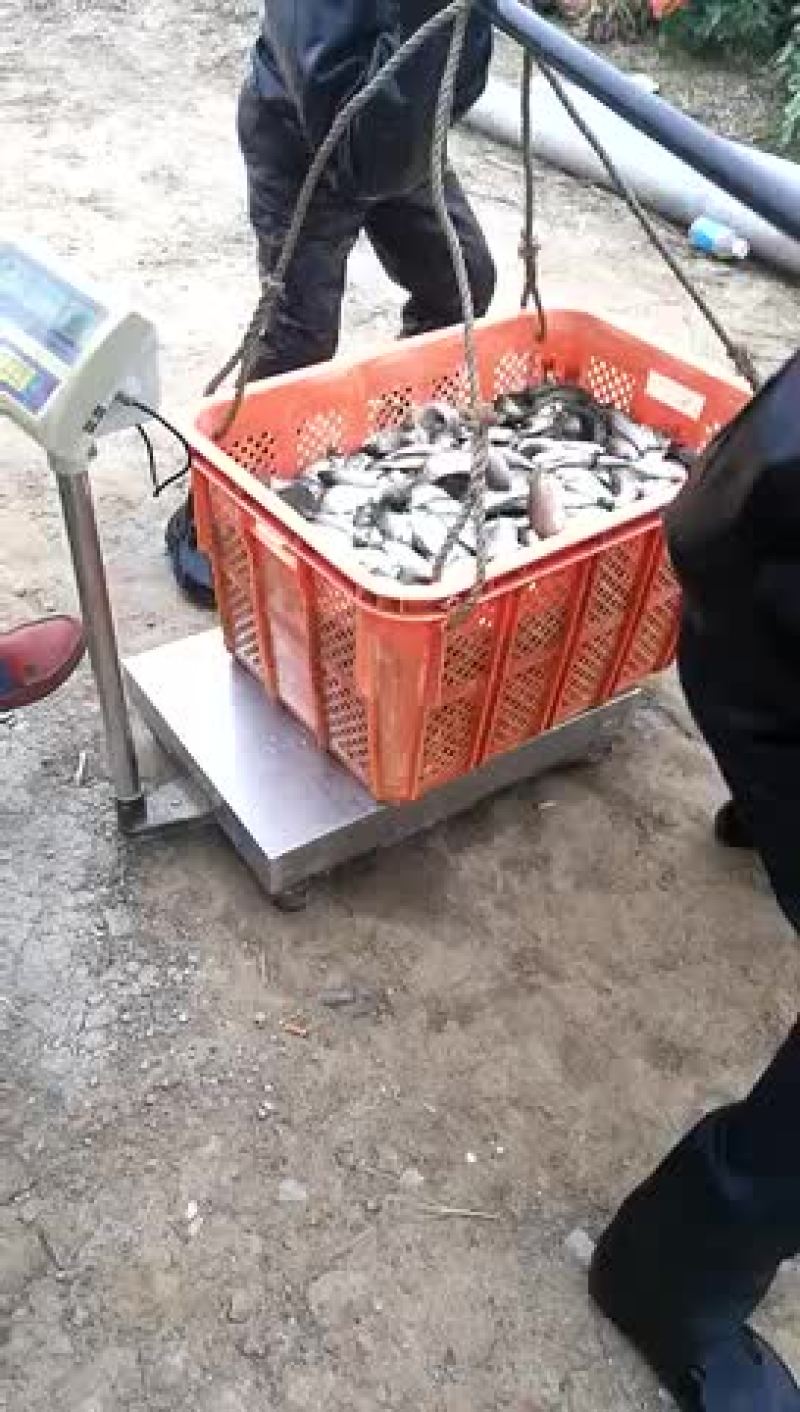 鲫鱼食用