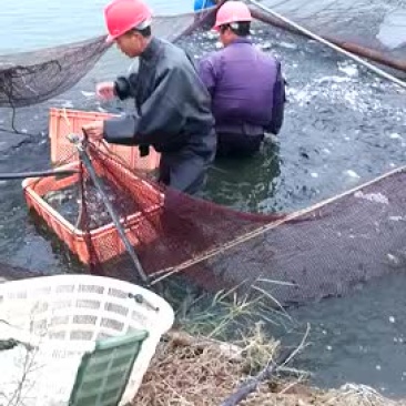 鲫鱼食用