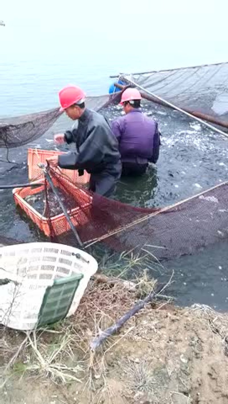 鲫鱼食用