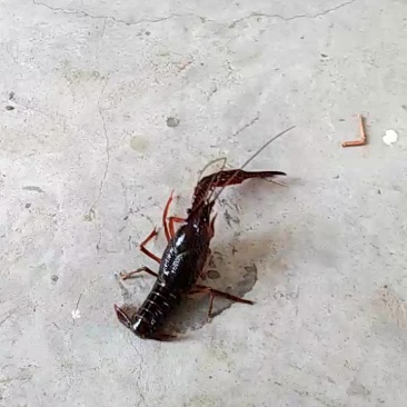 澳洲淡水小龙虾小龙虾主养6-8钱（30-40克）食用