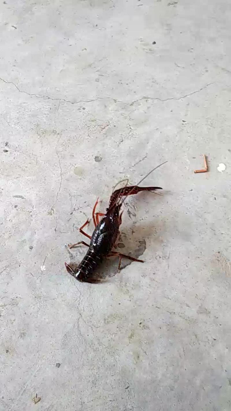 澳洲淡水小龙虾小龙虾主养6-8钱（30-40克）食用