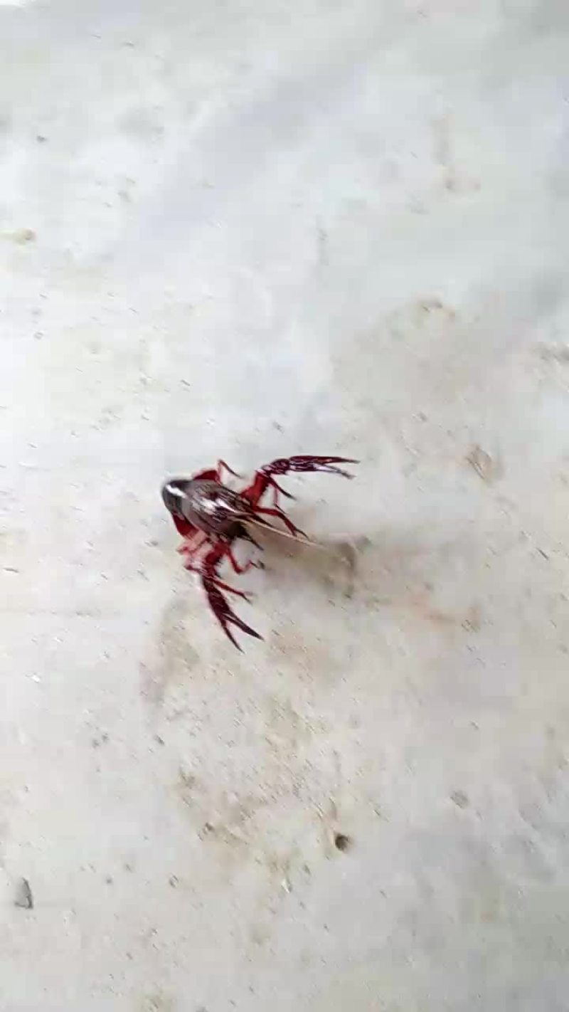 澳洲淡水小龙虾小龙虾主养6-8钱（30-40克）食用