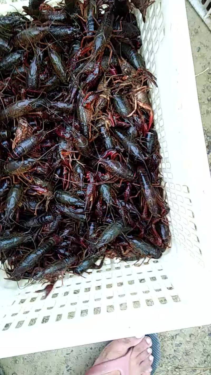 澳洲淡水小龙虾小龙虾主养6-8钱（30-40克）食用