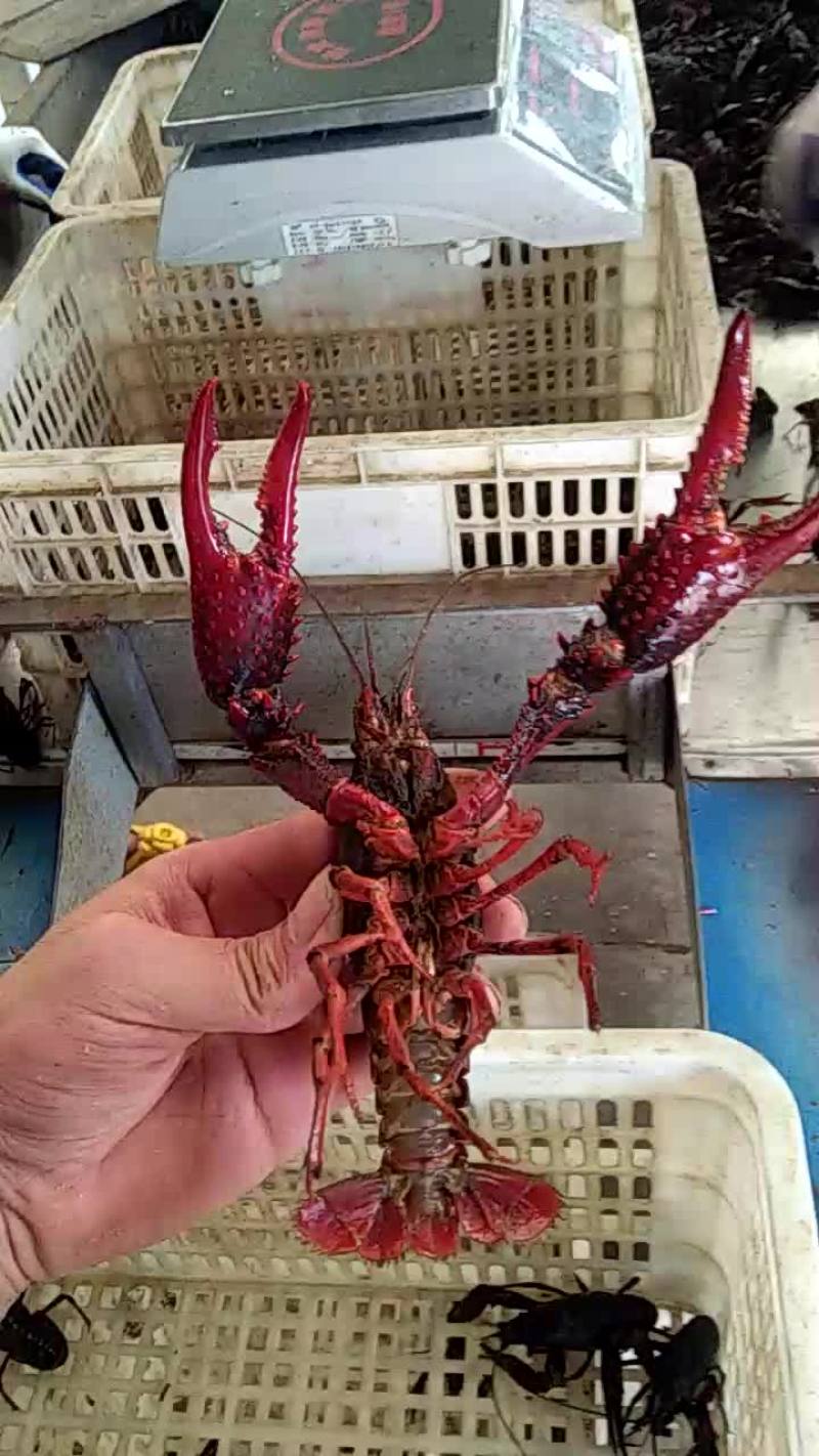 澳洲淡水小龙虾小龙虾主养6-8钱（30-40克）食用