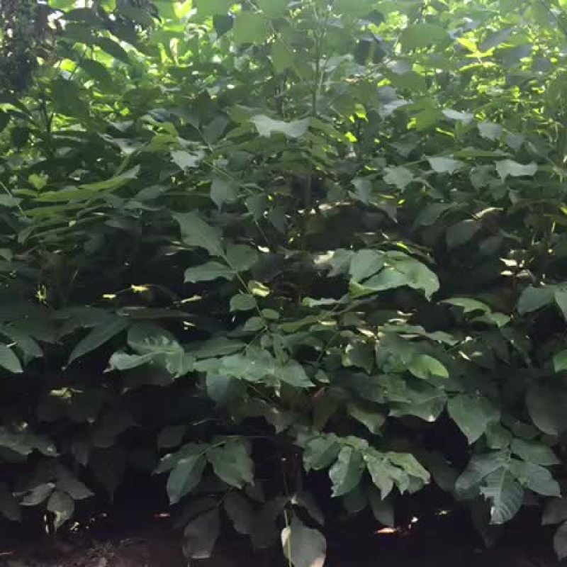 文玩核桃苗三年苗150~200cm