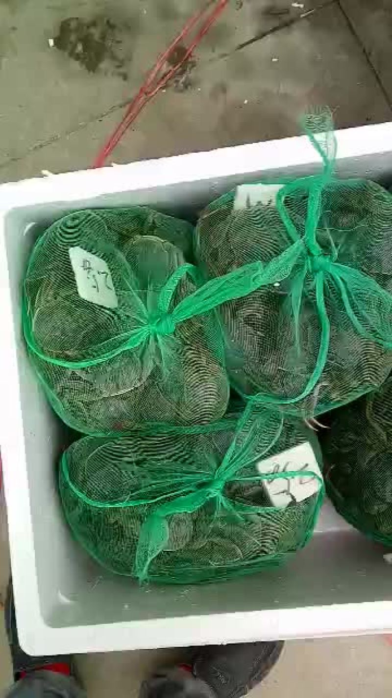 六月黄河蟹食用2.3-2.5两/只雌