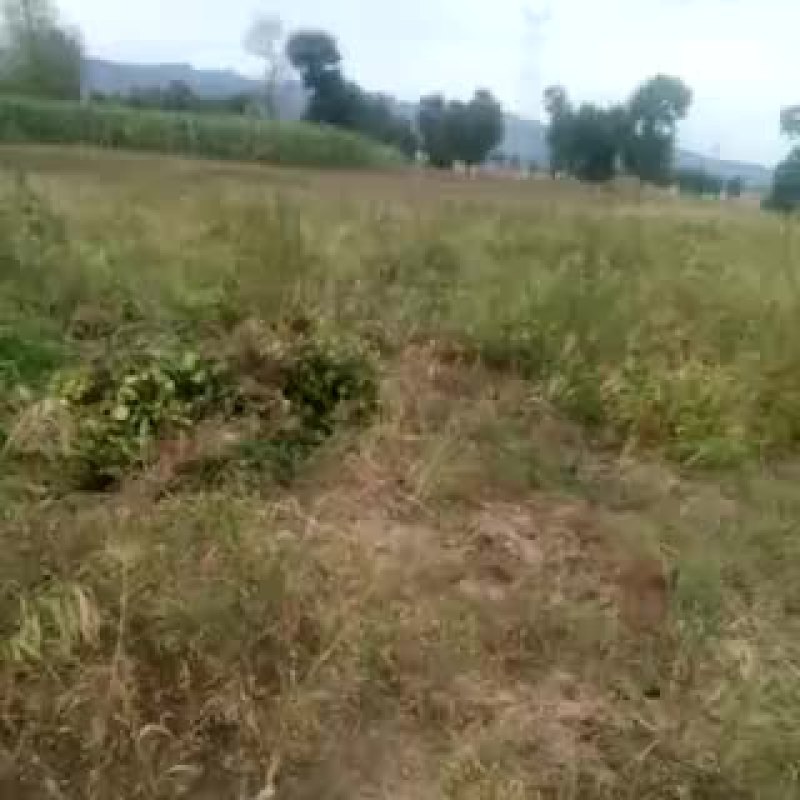 明绿豆散装