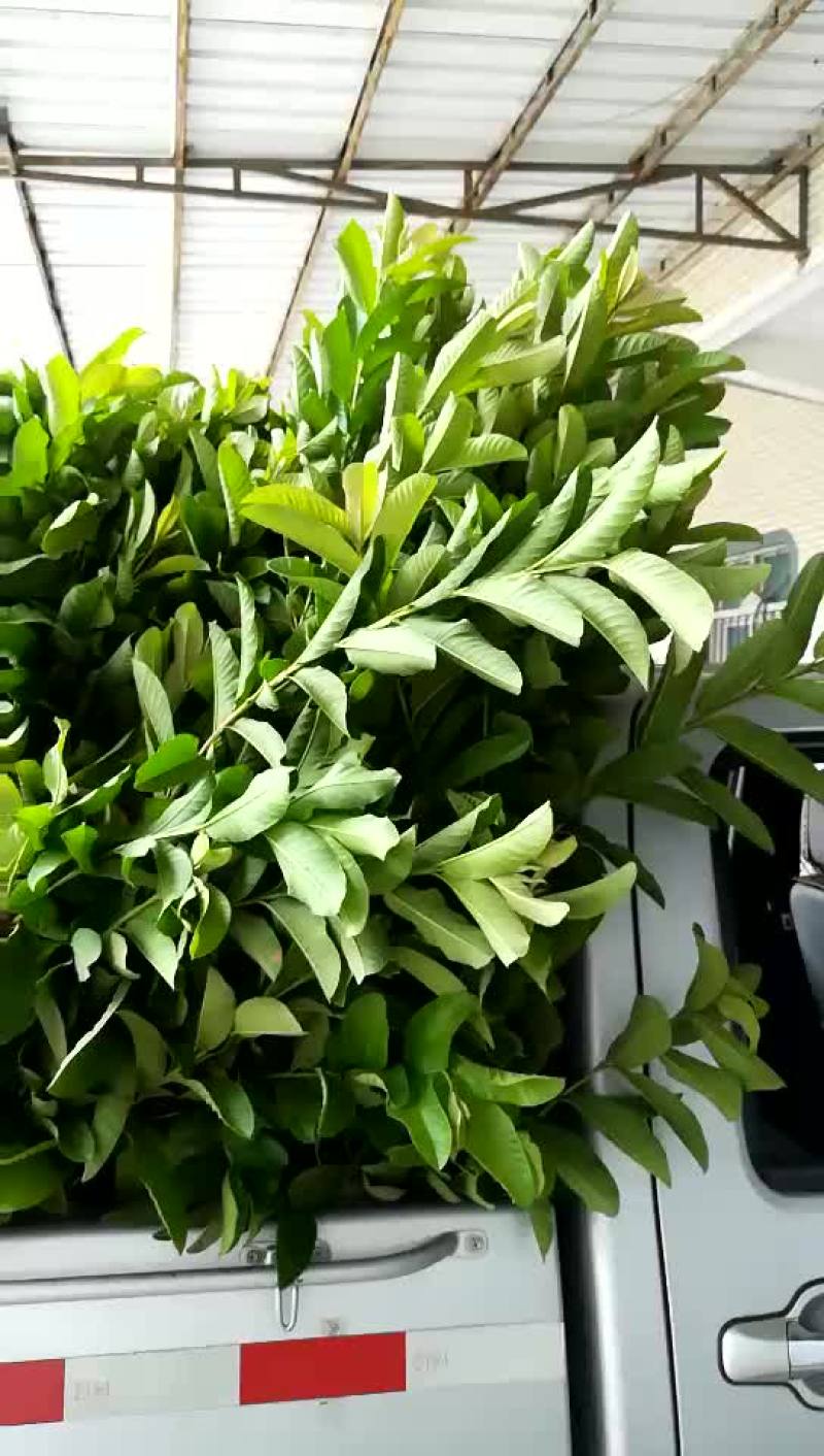 西瓜番石榴苗30~50cm