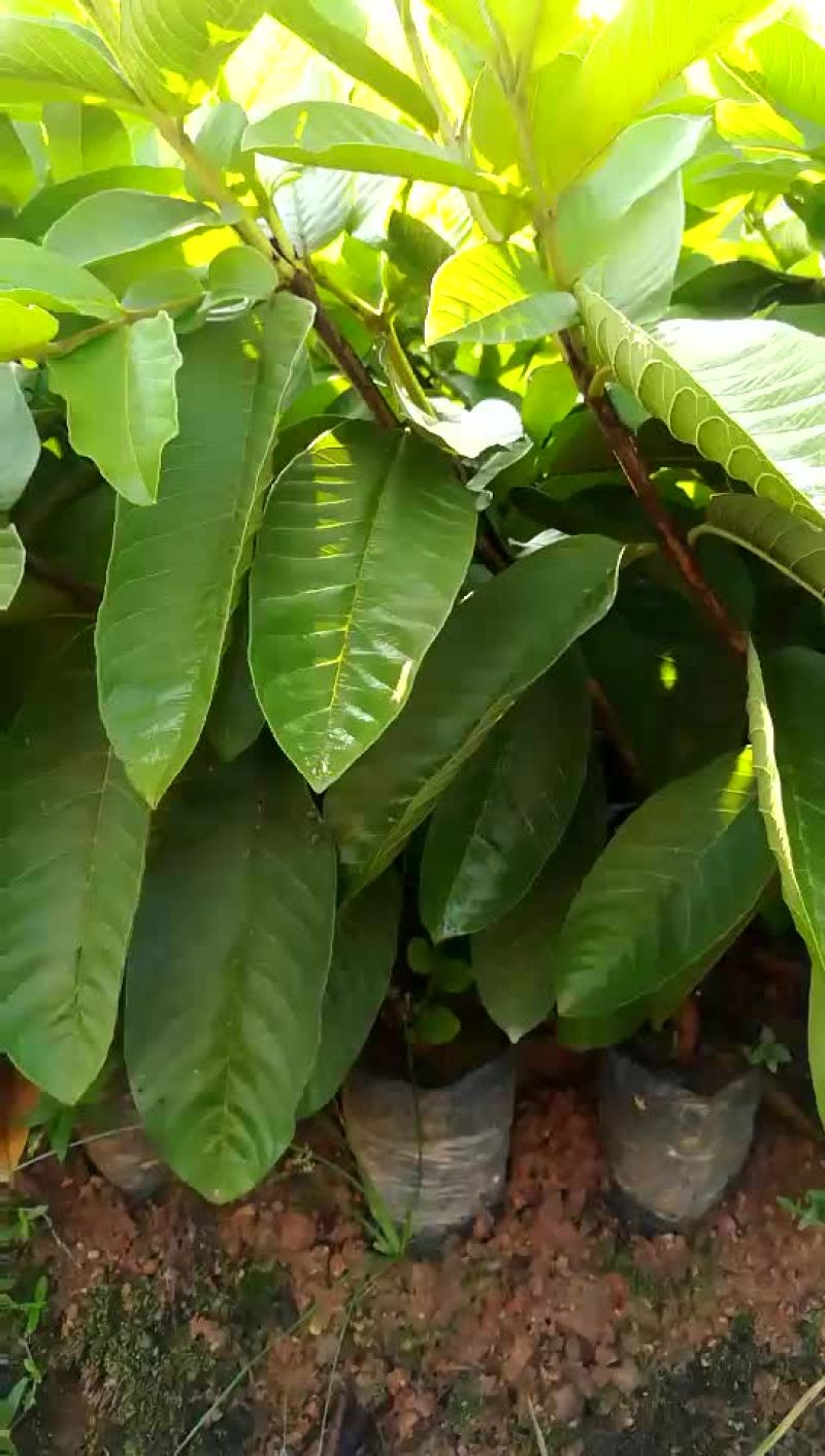 西瓜番石榴苗30~50cm