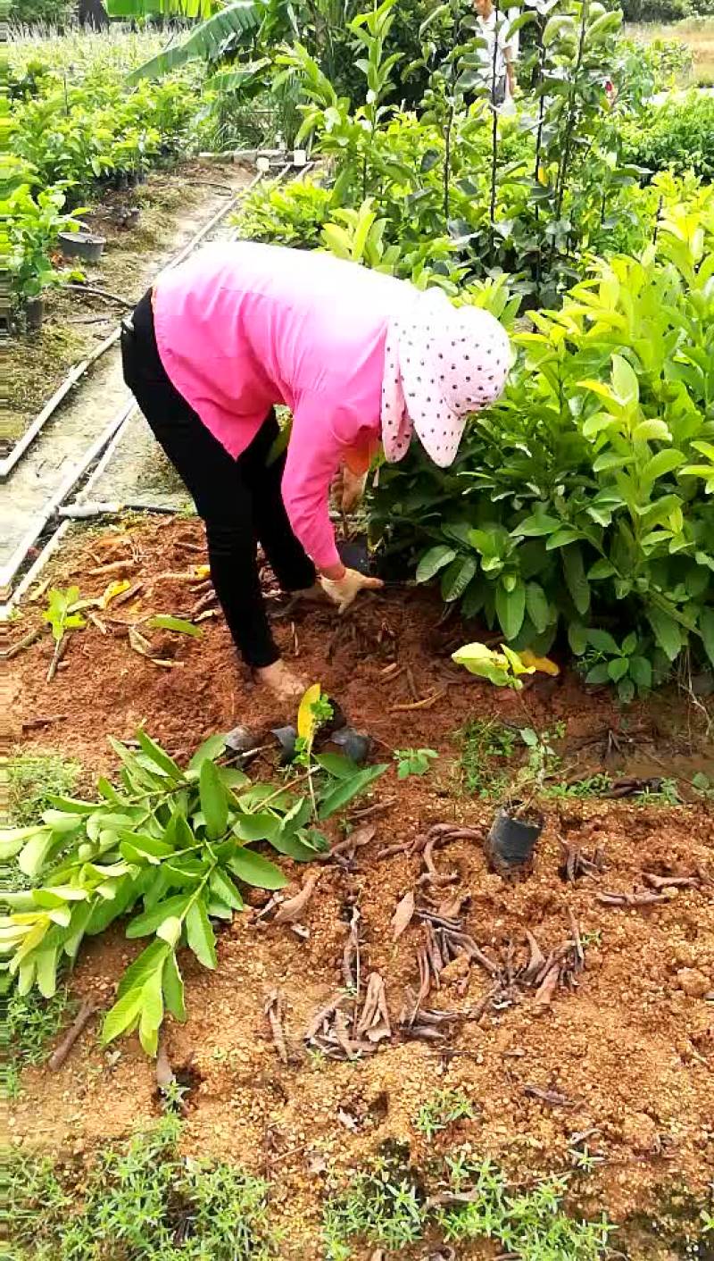 西瓜番石榴苗30~50cm