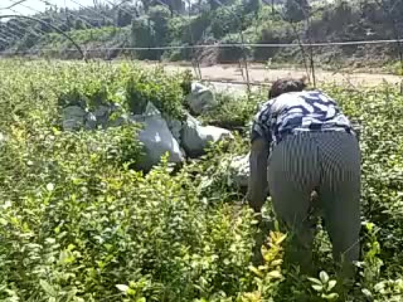 蓝莓苗50~80cm2年以上