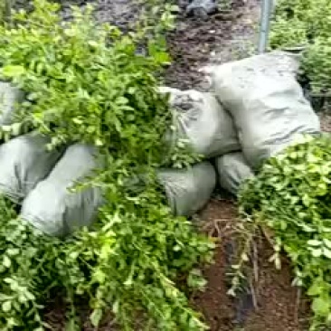 蓝莓苗50~80cm2年以上