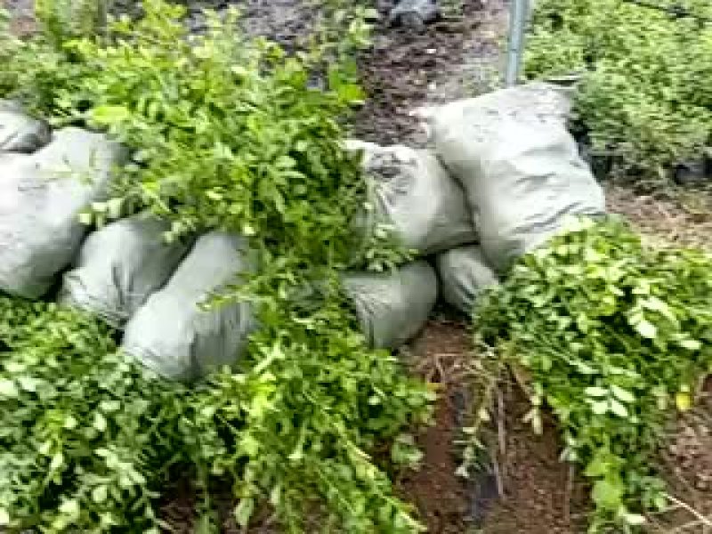 蓝莓苗50~80cm2年以上