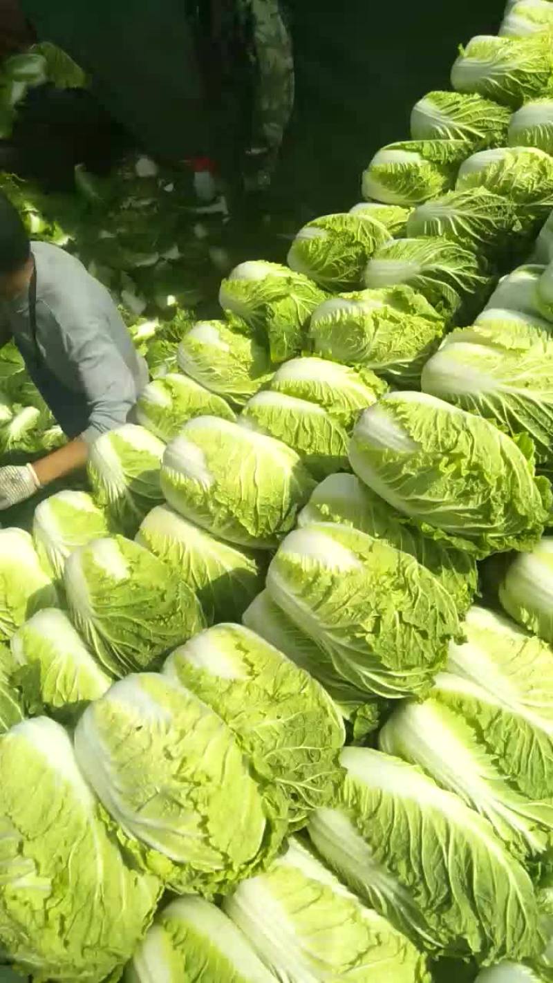 大白菜净菜4~6斤
