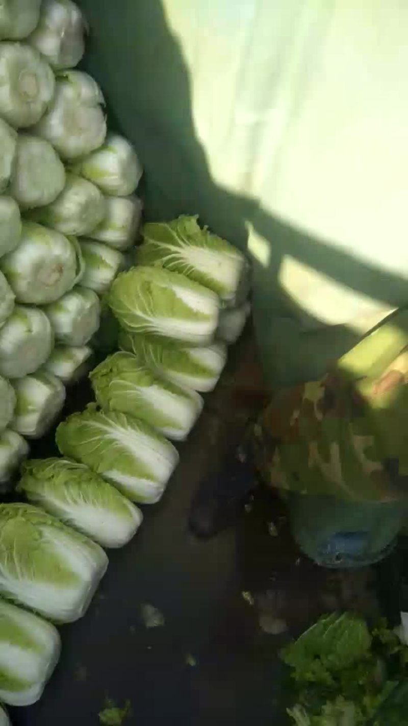 大白菜净菜4~6斤