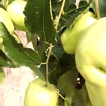 梨枣鲜枣特级