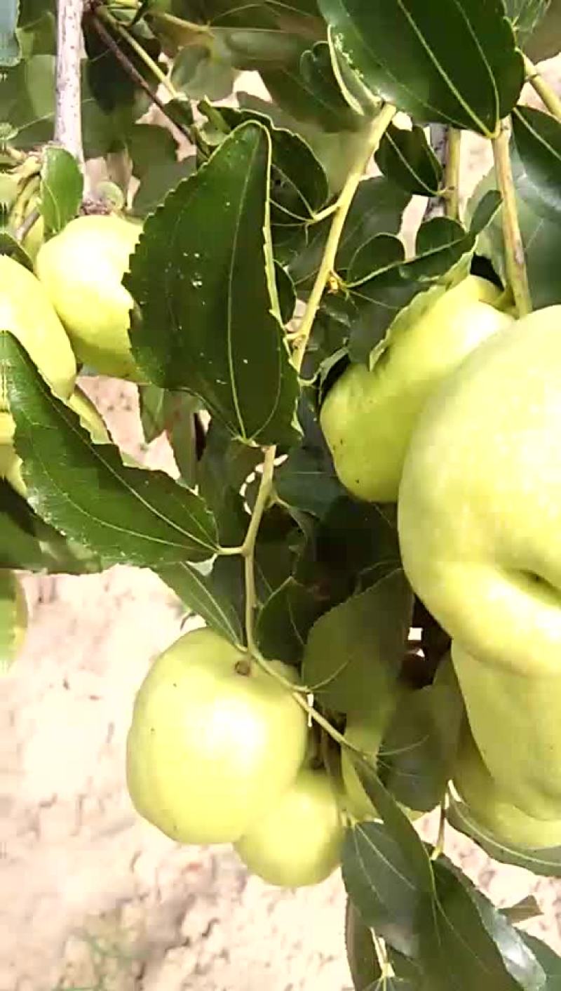 梨枣鲜枣特级