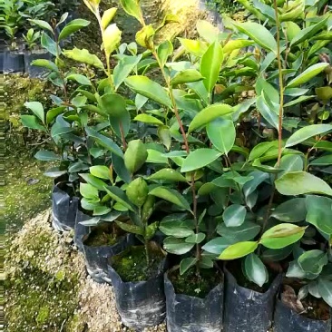 油茶苗10~29cm
