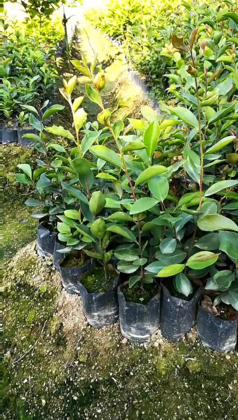 油茶苗10~29cm