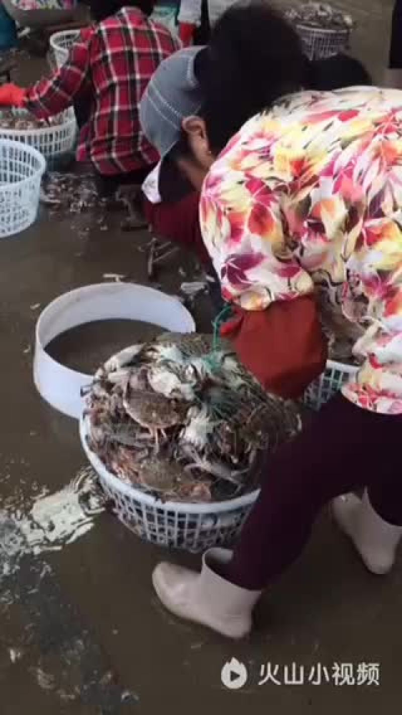 远海梭子蟹食用
