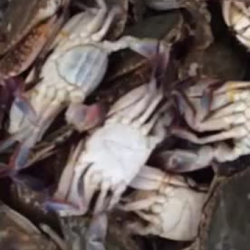 远海梭子蟹食用