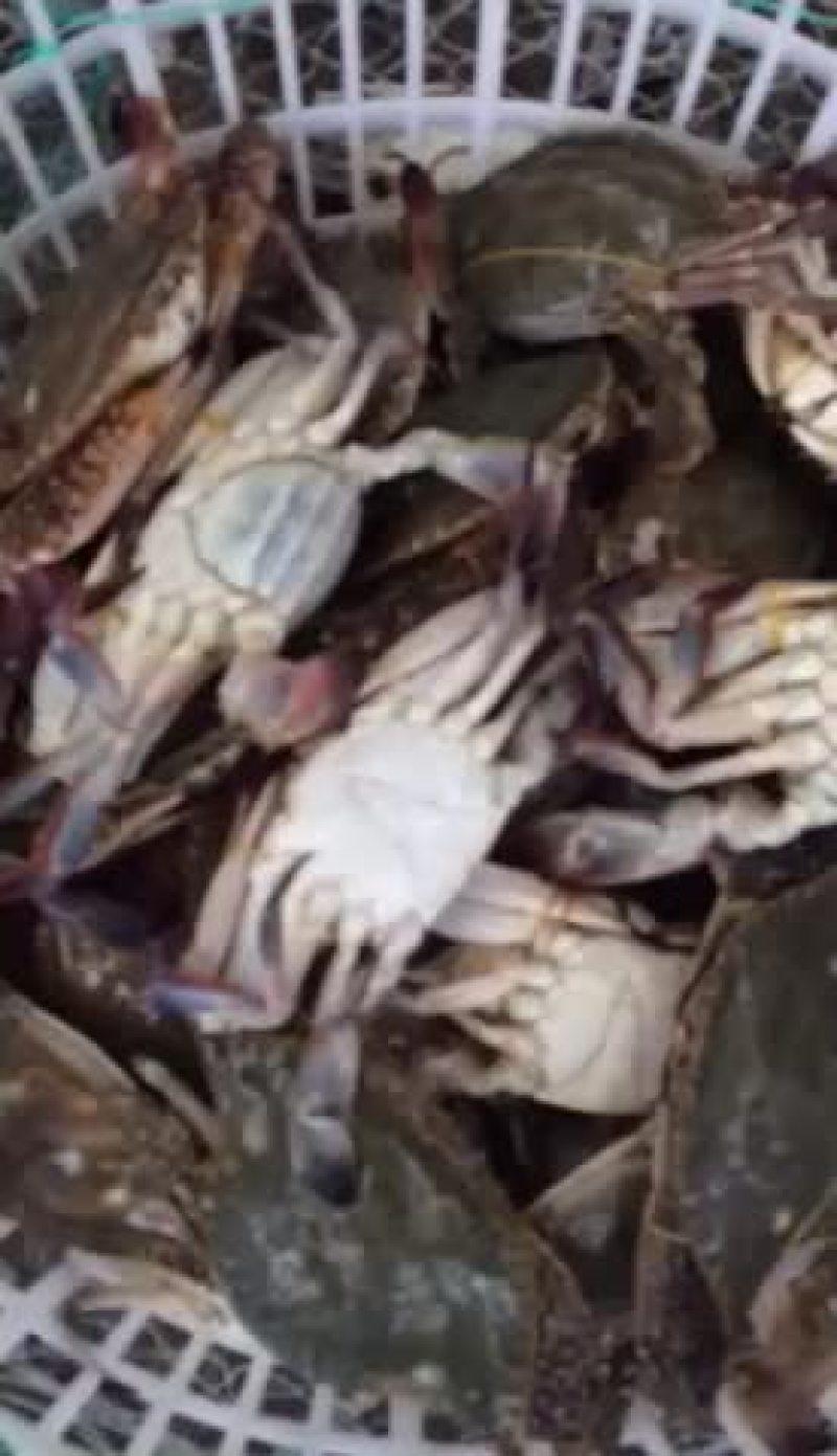远海梭子蟹食用