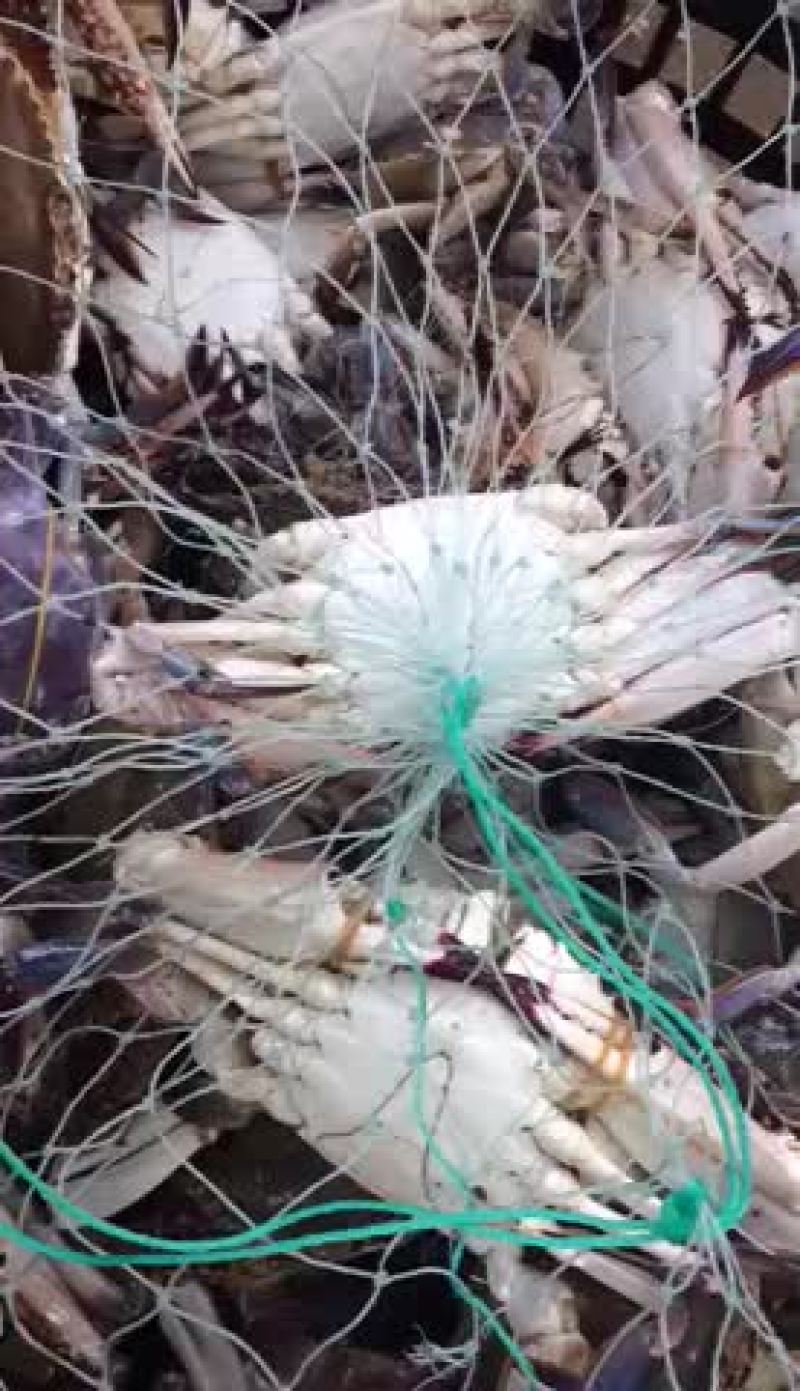 远海梭子蟹食用