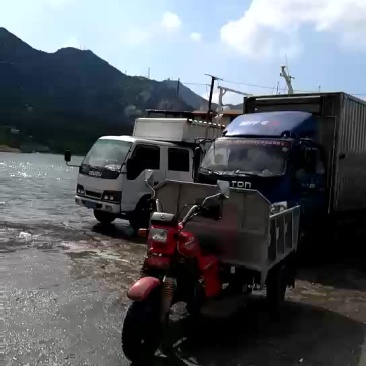 鳙鱼活鱼