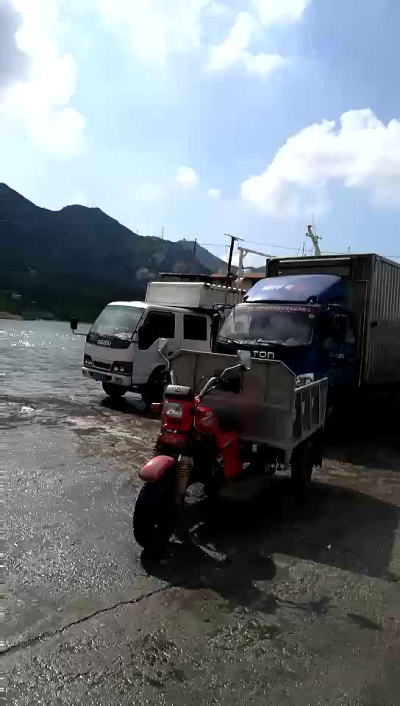 鳙鱼活鱼