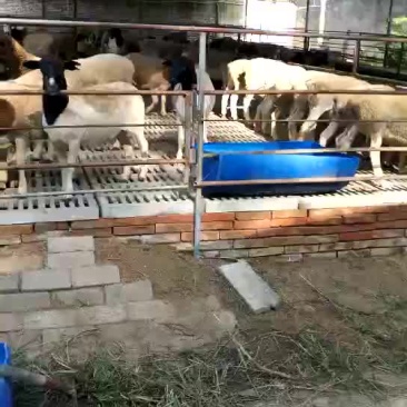 无角陶赛特羊110~140斤/头