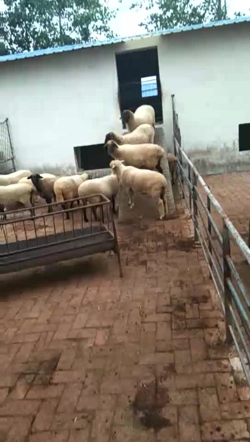 无角陶赛特羊110~140斤/头