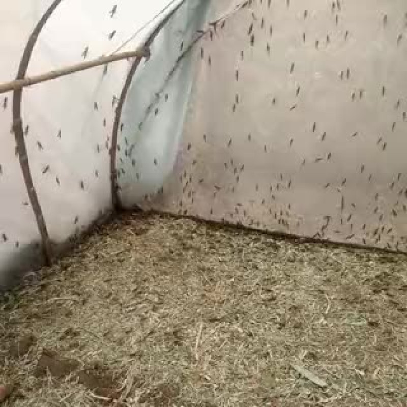 东亚飞蝗食用