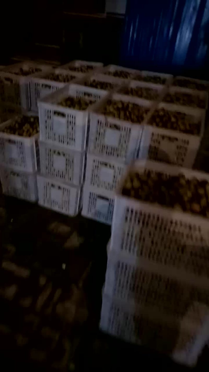 沾化冬枣拐二