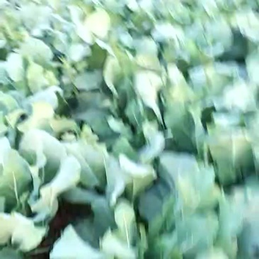 白面青梗松花菜适中米黄2斤