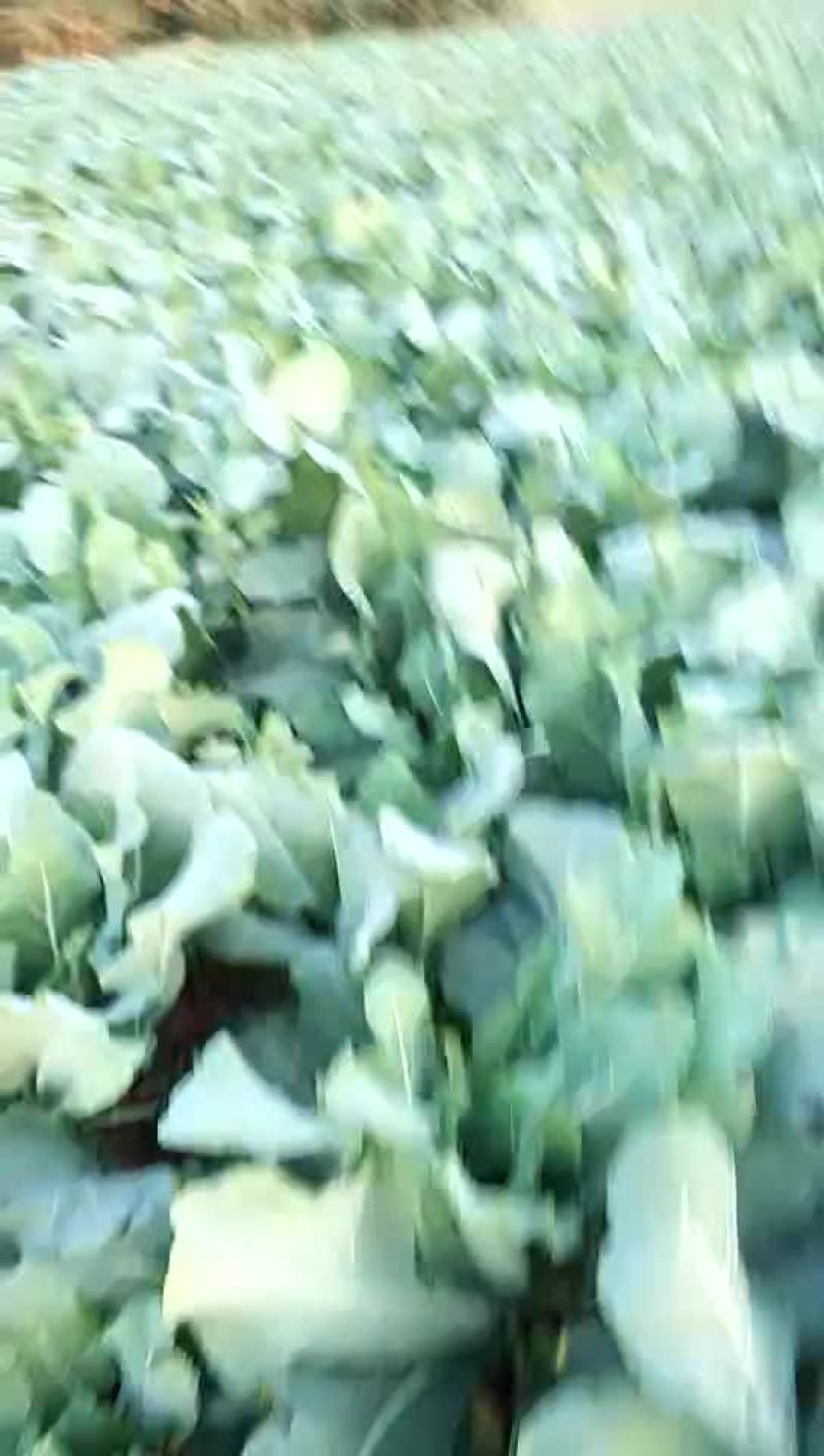 白面青梗松花菜适中米黄2斤