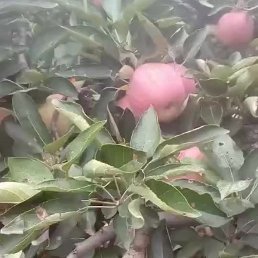 新红星苹果红星苹果批发价格,苹果产地直销