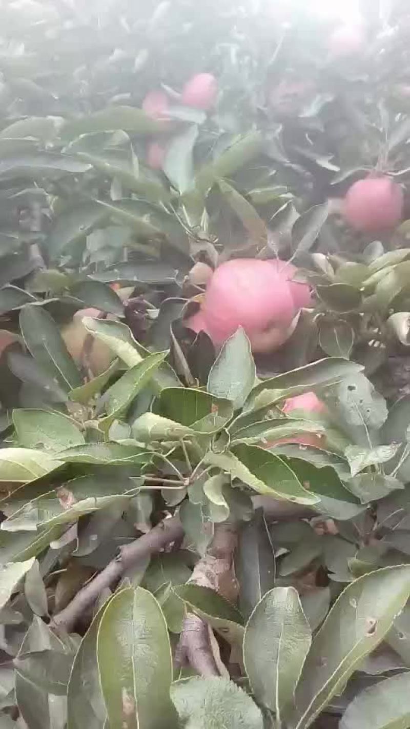 新红星苹果红星苹果批发价格，苹果产地直销