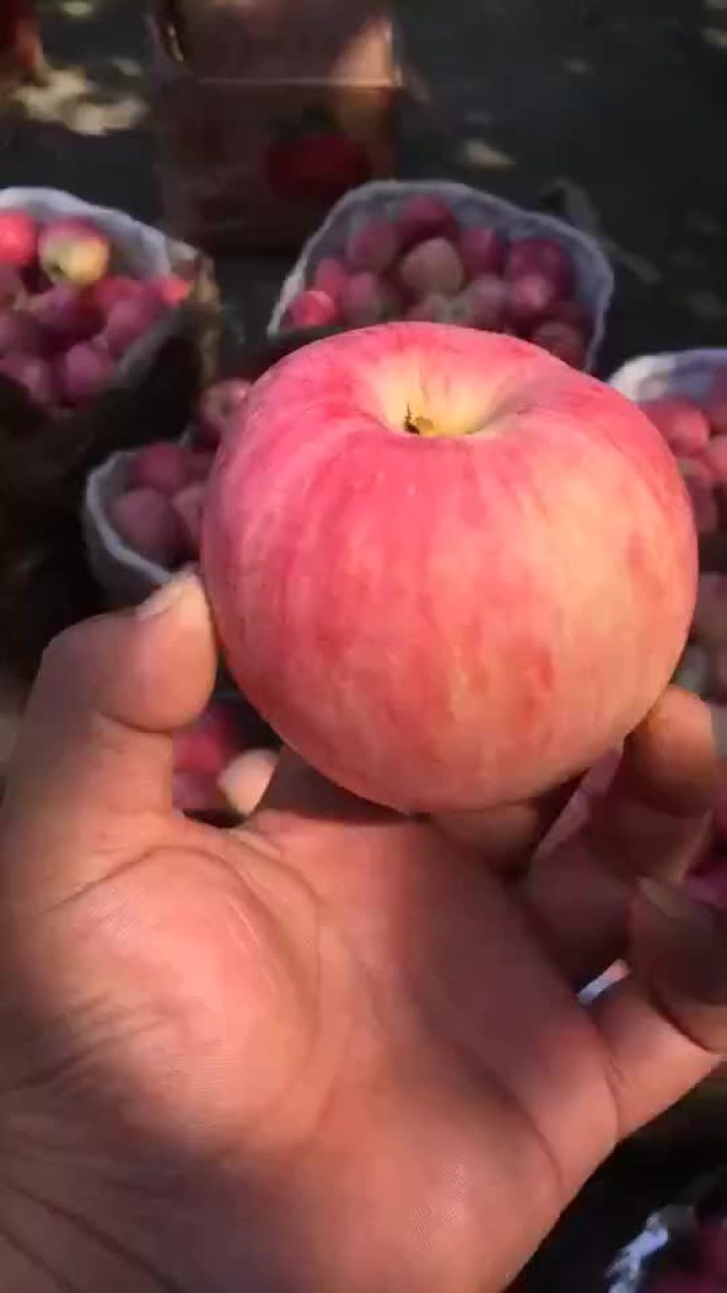 新红星苹果红星苹果批发价格，苹果产地直销