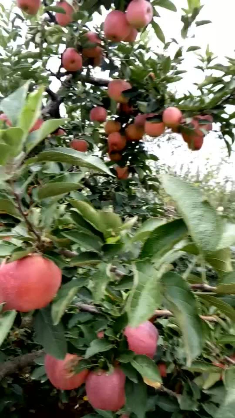 新红星苹果红星苹果批发价格，苹果产地直销