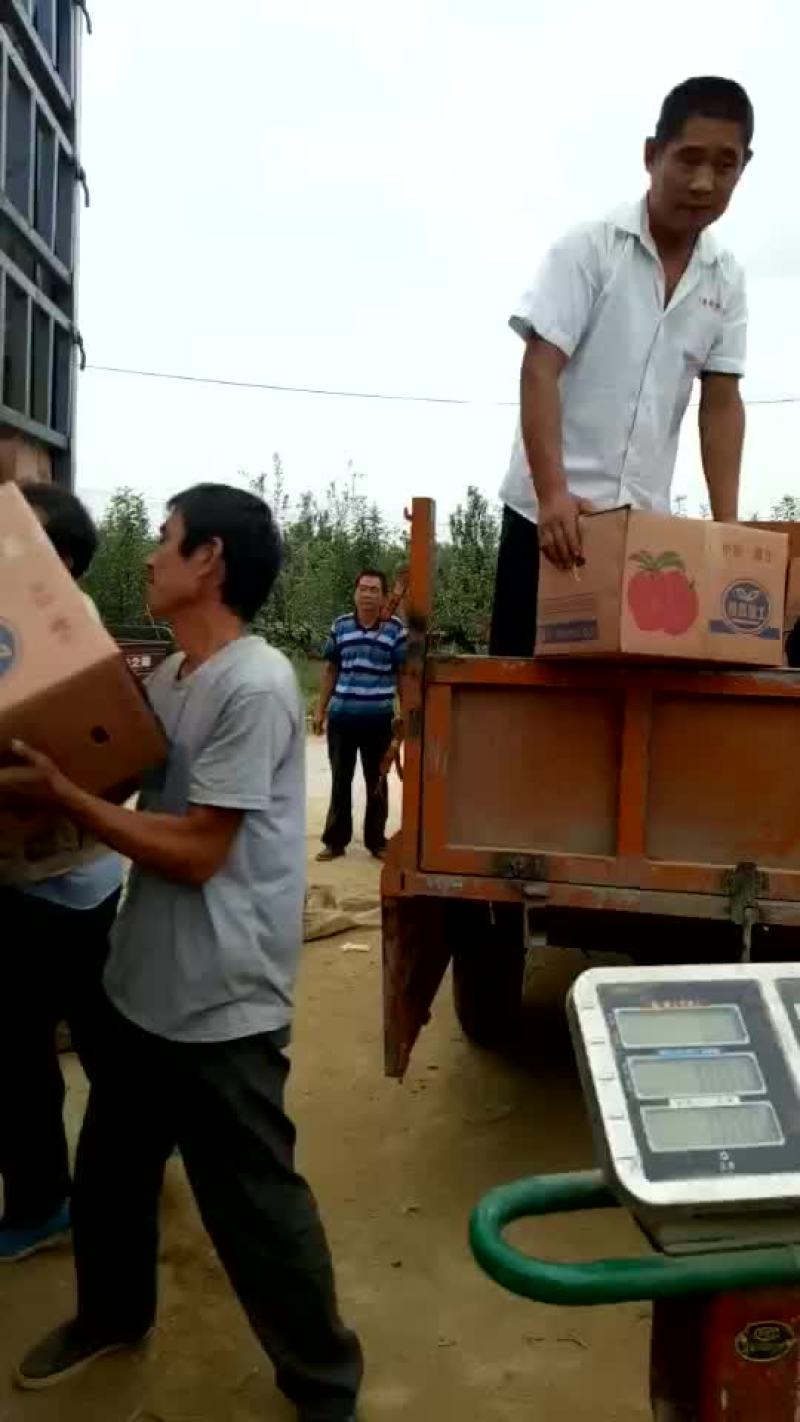 新红星苹果红星苹果批发价格，苹果产地直销