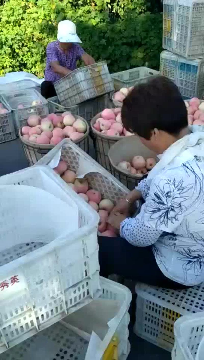 新红星苹果红星苹果批发价格，苹果产地直销