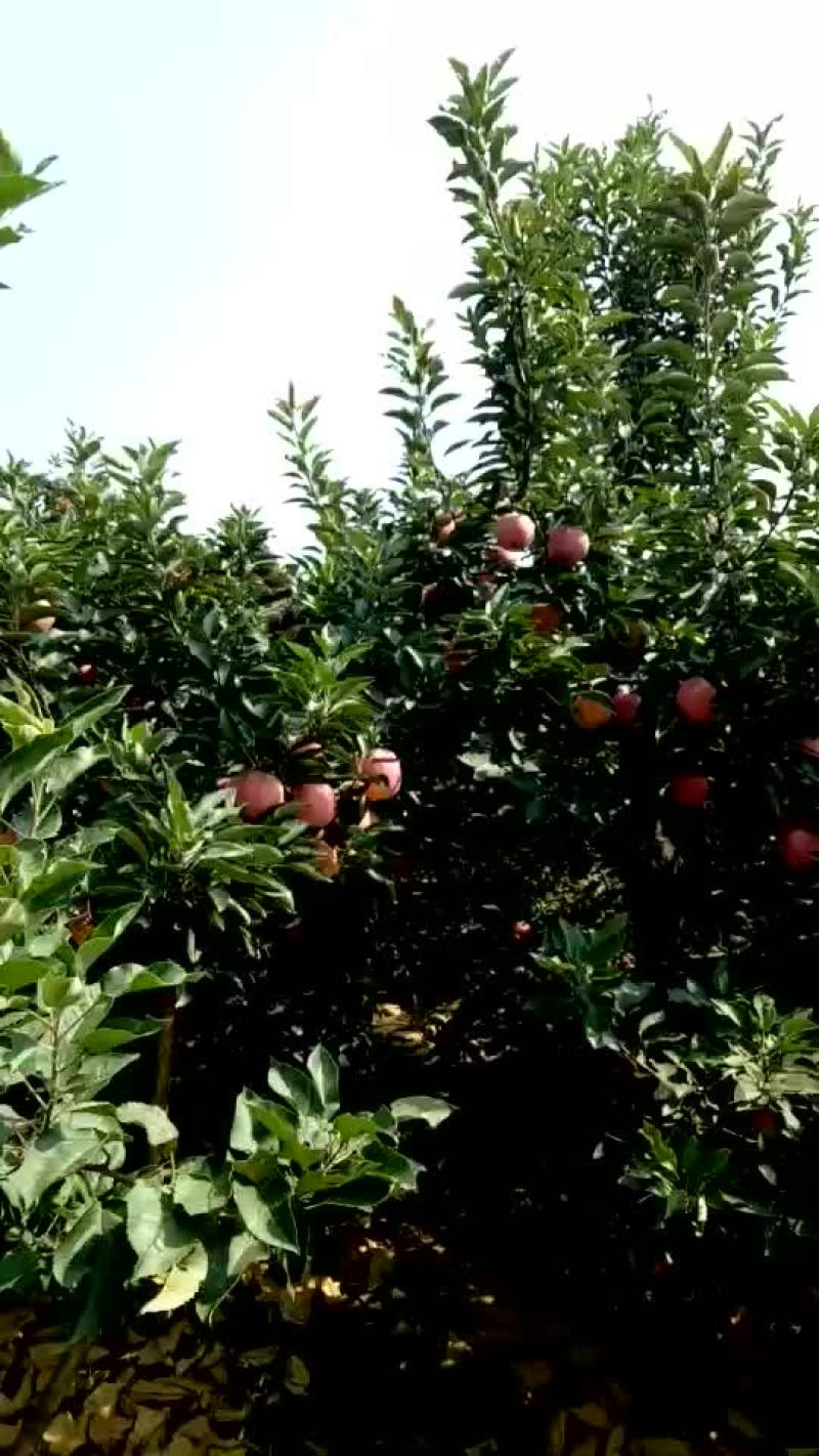 新红星苹果红星苹果批发价格，苹果产地直销