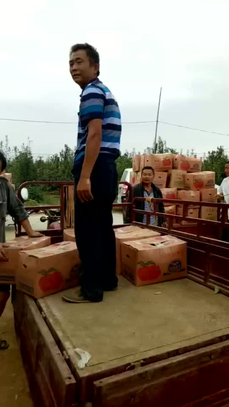 新红星苹果红星苹果批发价格，苹果产地直销