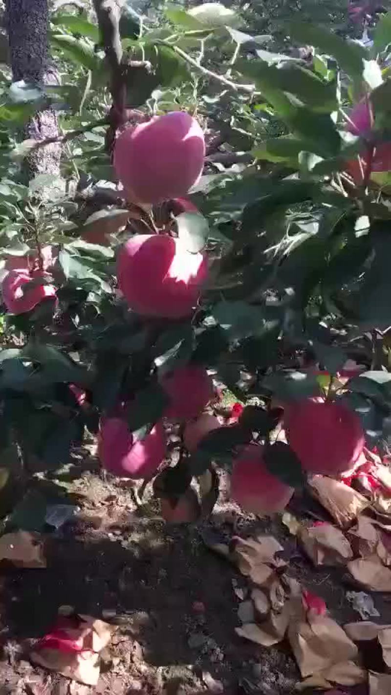 新红星苹果红星苹果批发价格，苹果产地直销